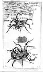 2-84137-405-2-Editions-Millon-Anatomie-morsure-et-effets-de-la-tarentule-BAGLIVI-Giorgio-2
